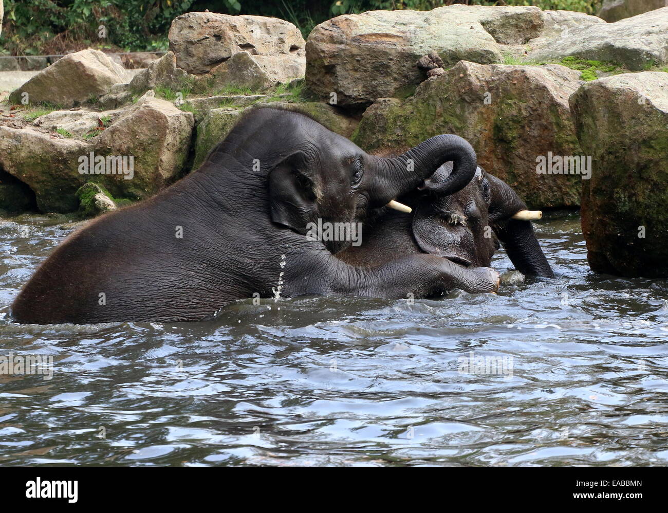 Young bull Asian elephants (Elephas maximus) bathing and cavorting in a lake Stock Photo