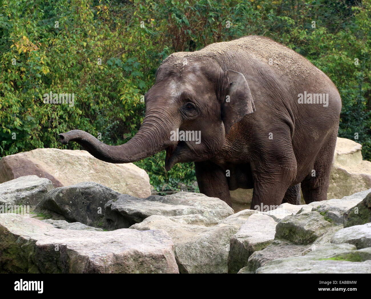 Female Indian elephant (Elephas maximus) swinging her trunk in greeting Stock Photo