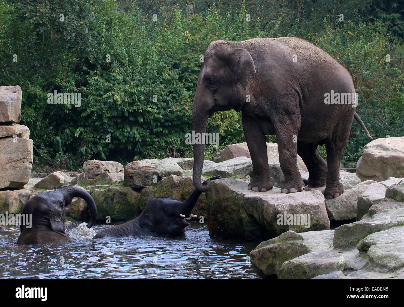 Female Indian elephant (Elephas maximus) swinging her trunk in greeting, two young bull Asian elephants bathing and playing Stock Photo