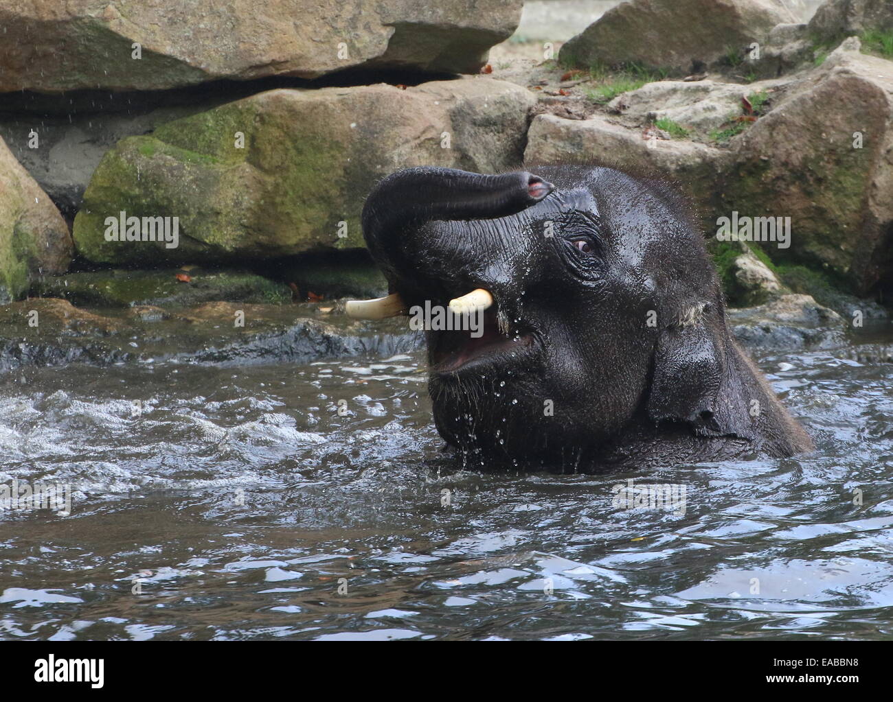 Happy young bull Asian elephant (Elephas maximus) bathing Stock Photo