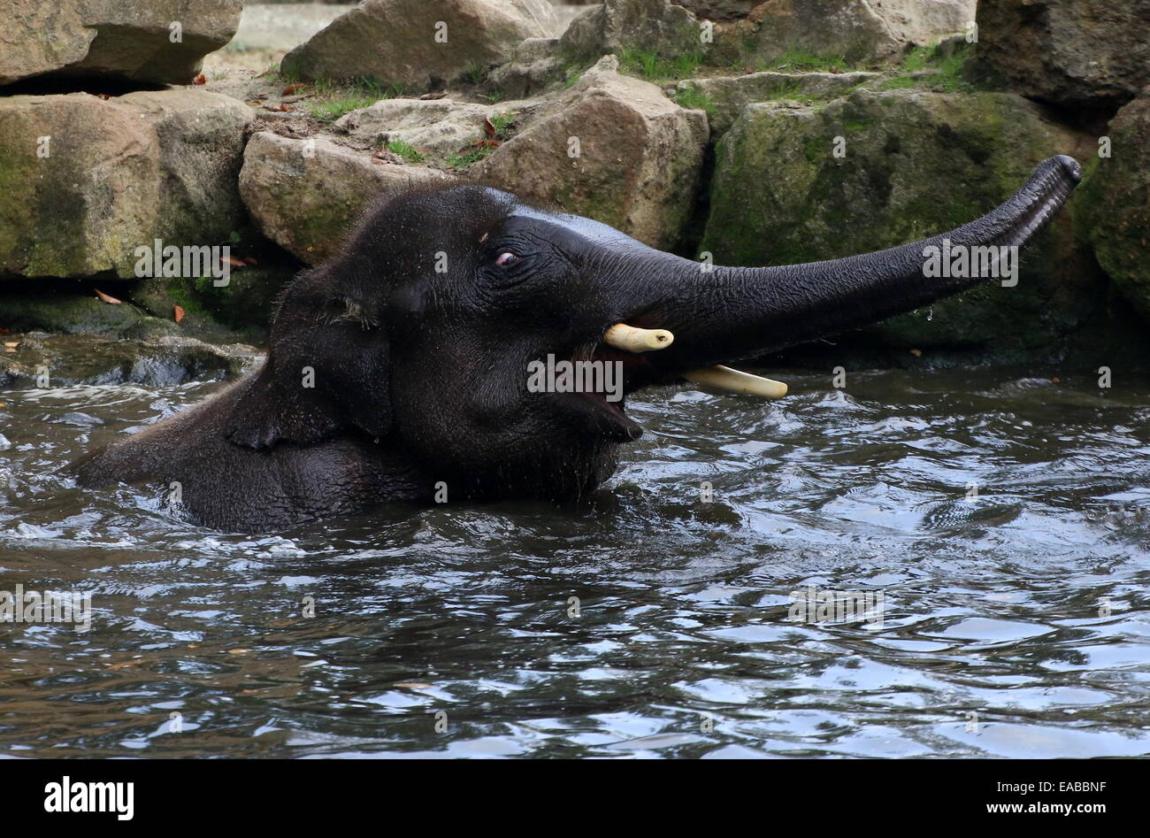 Young bull Asian elephant (Elephas maximus) bathing Stock Photo