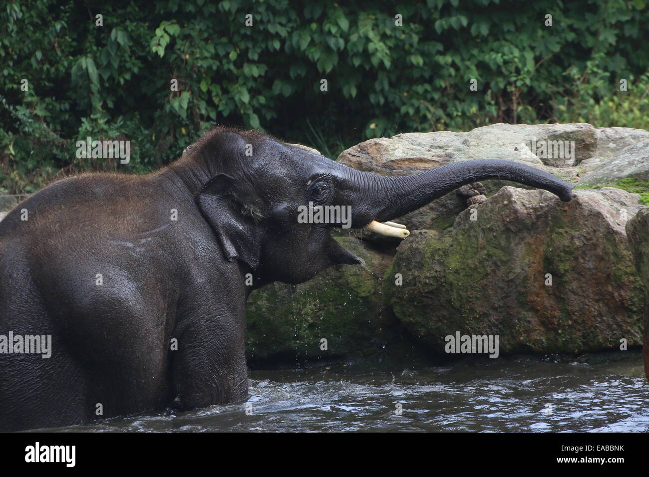 Young bull Asian elephant (Elephas maximus) bathing, trumpeting Stock Photo