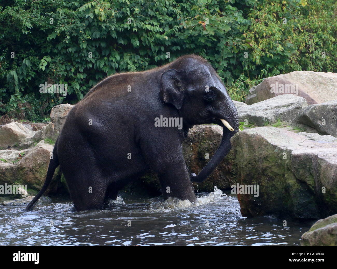 Young bull Asian elephant (Elephas maximus) getting back on shore after bathing Stock Photo