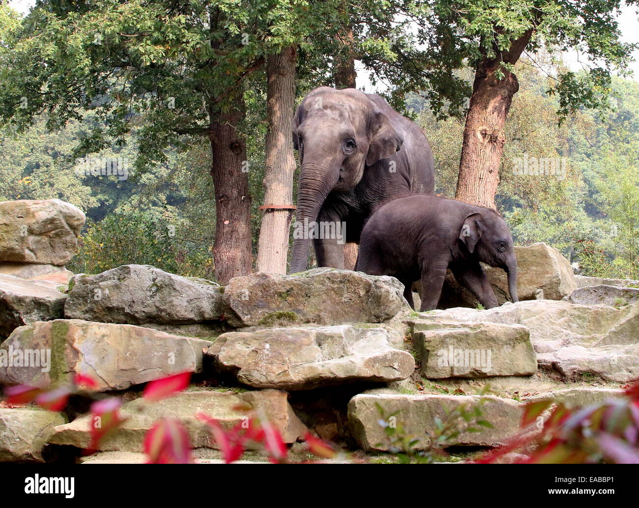 Asian elephants (Elephas maximus) mother and her young calf Stock Photo