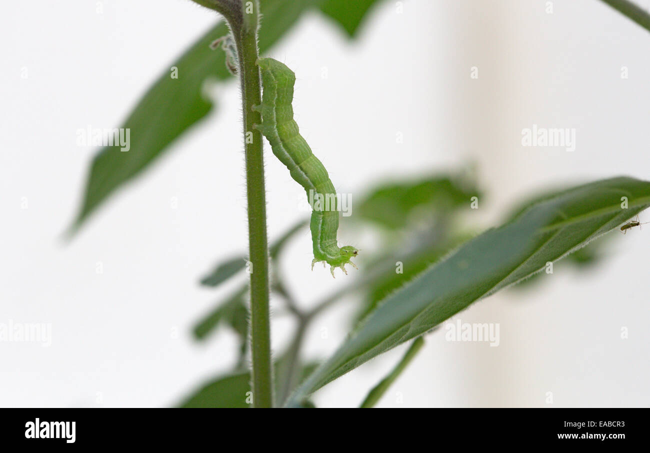 A caterpillar seen on a common garden plant Stock Photo