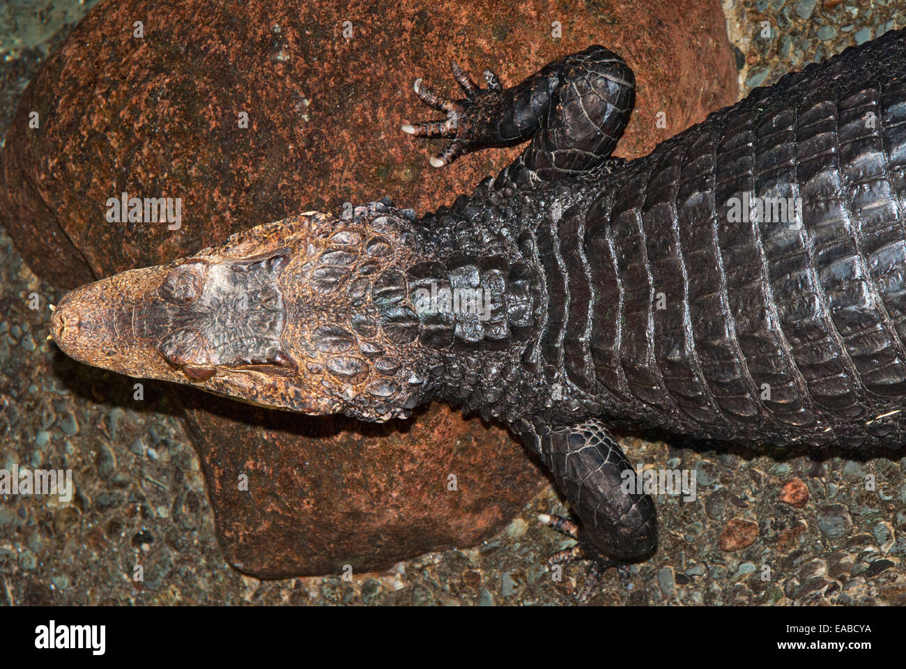 Caiman from above Stock Photo