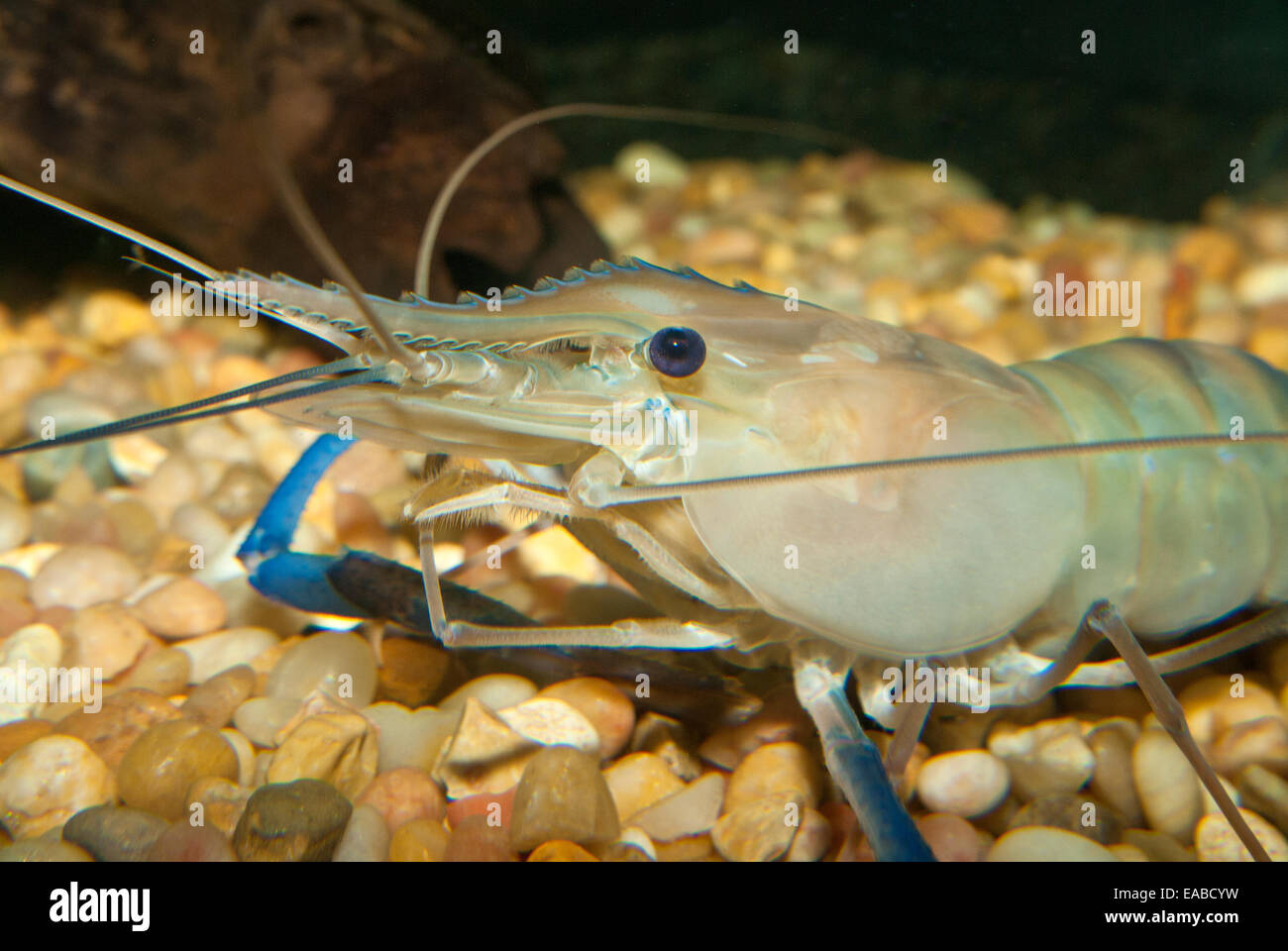 Crayfish Stock Photos Crayfish Stock Images Alamy Crayfish Stock Photos Crayfish Stock Images Alamy