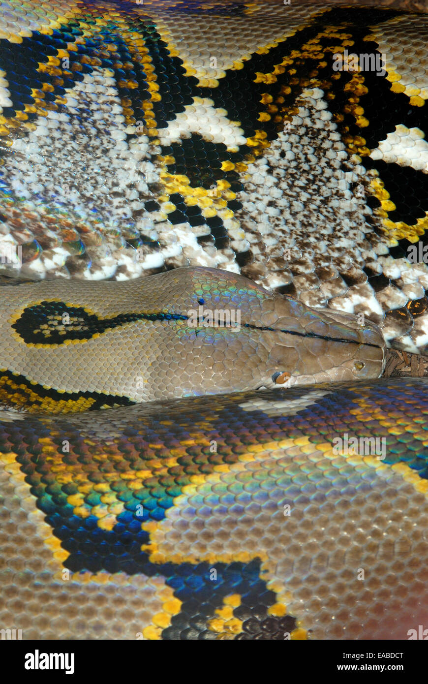 Snake vertical hi-res stock photography and images - Alamy