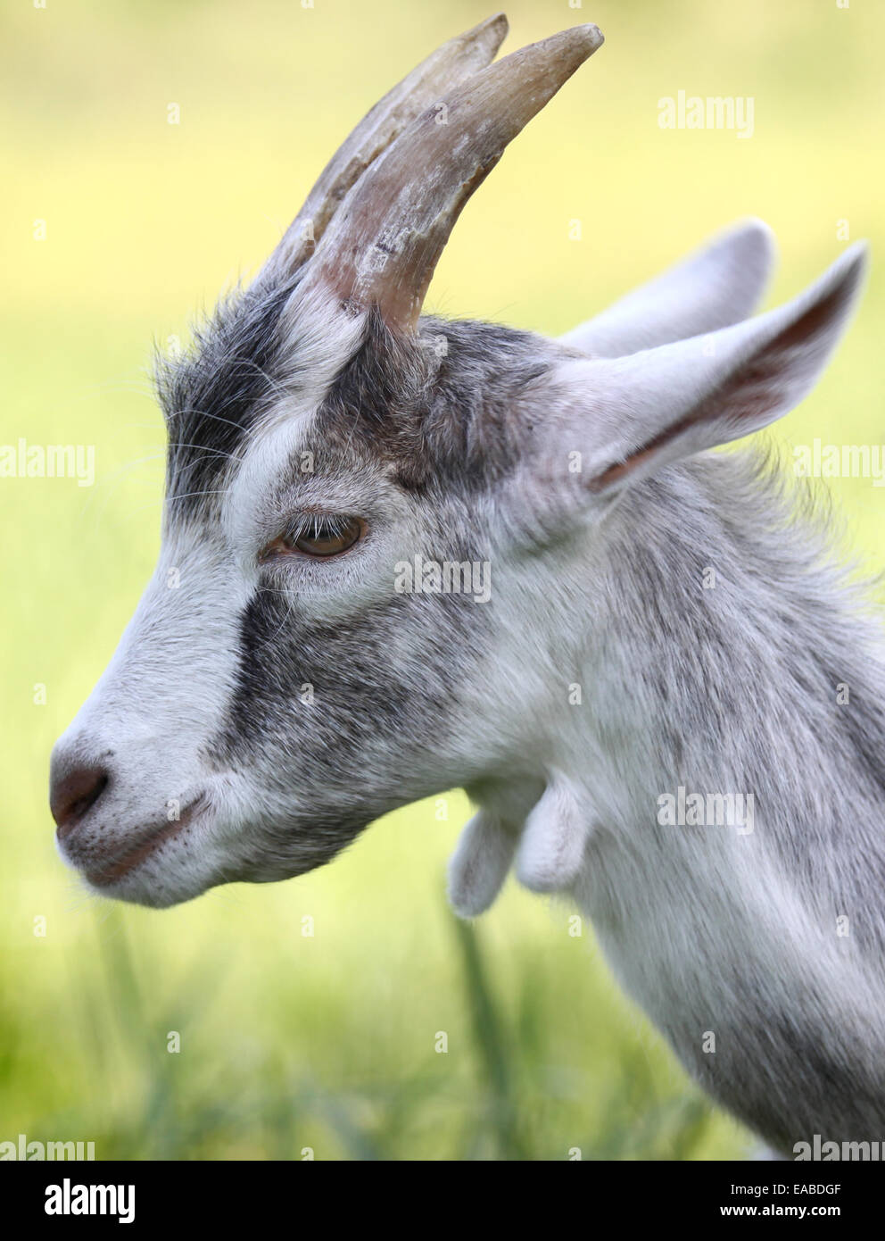 Side view of goat head against green background Stock Photo