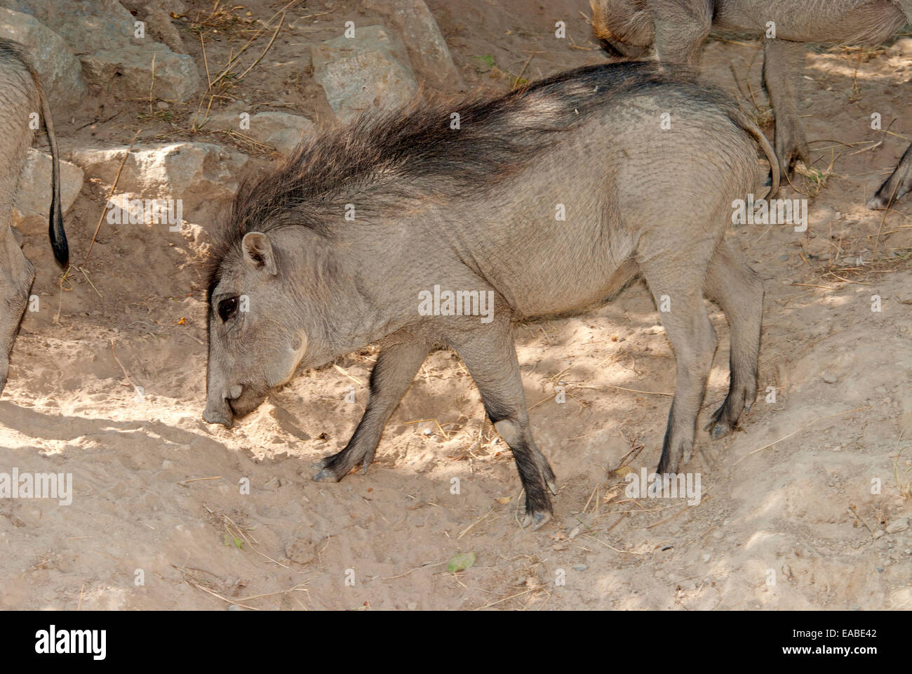 Warthog Stock Photo