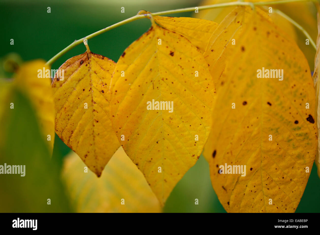 Autumn golden leaves of the Kentucky yellowwood tree Jane Ann Butler Photography JABP1344 Stock Photo