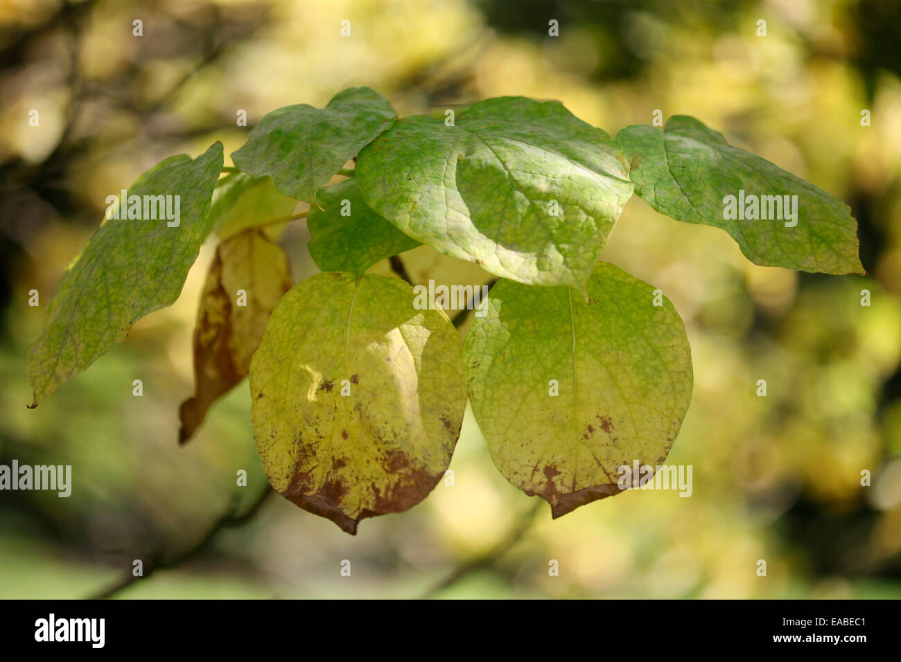 Autumn change of the catalpa or indian bean tree Jane Ann Butler Photography JABP1342 Stock Photo