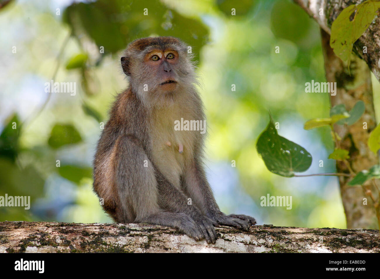 Crab-eating macaque - Macaca fascicularis - also known as the long ...