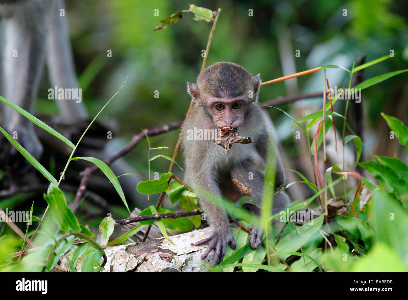 Crab-eating macaque - Macaca fascicularis - also known as the long ...