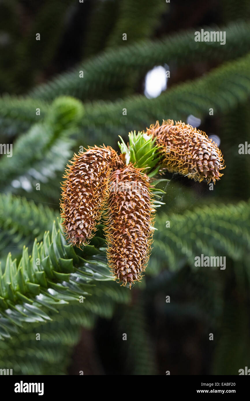 Araucaria araucana. Monkey puzzle tree cones. Stock Photo
