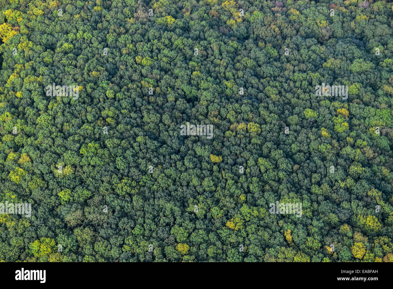 Canopy woodland hi-res stock photography and images - Alamy