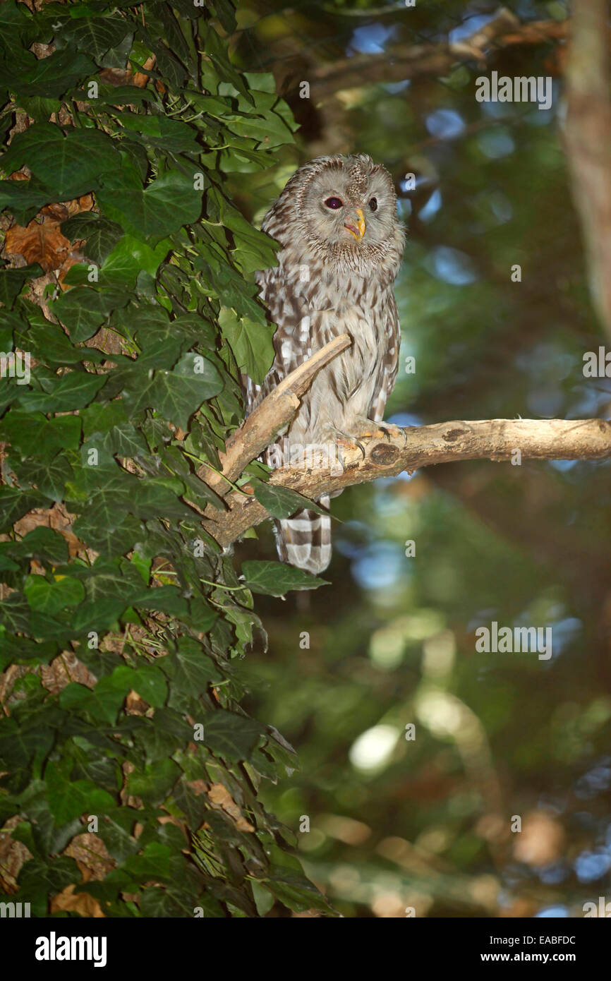 Ural Owl (Strix uralensis) perched on a branch in the forest Stock Photo
