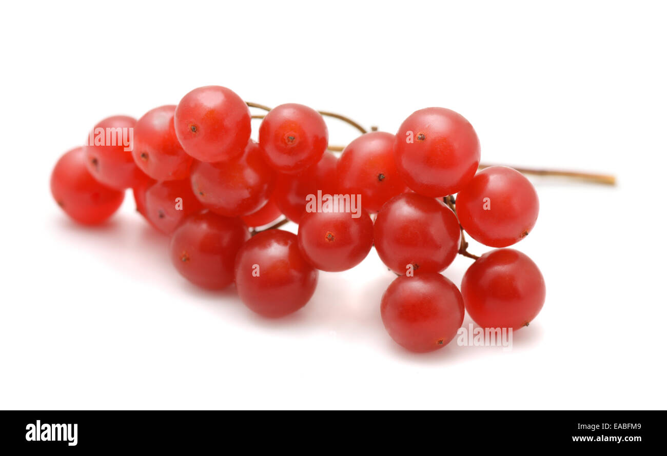 Snowball berries (Viburnum opulus) isolated on white Stock Photo