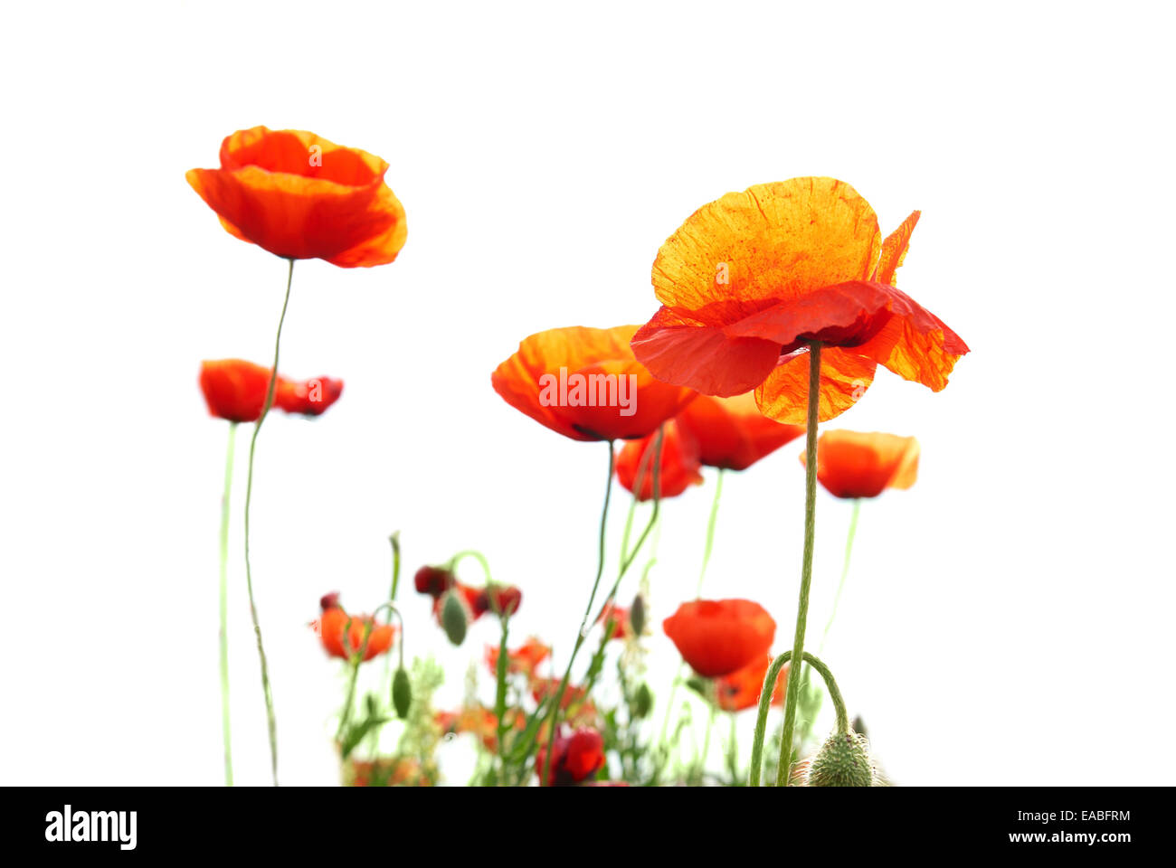 Beautiful red poppies isolated on white background Stock Photo - Alamy