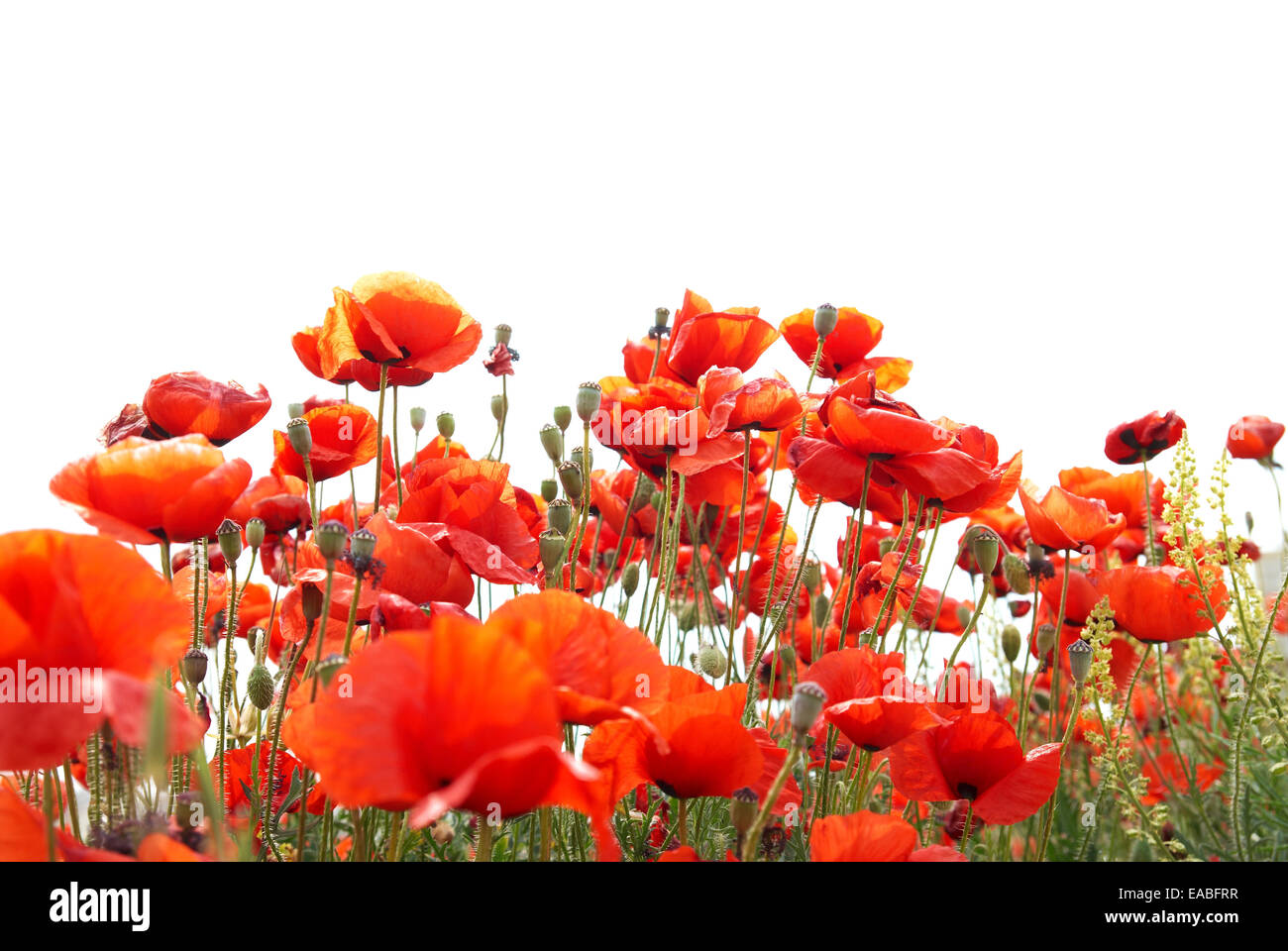 Beautiful red poppies isolated on white background Stock Photo - Alamy