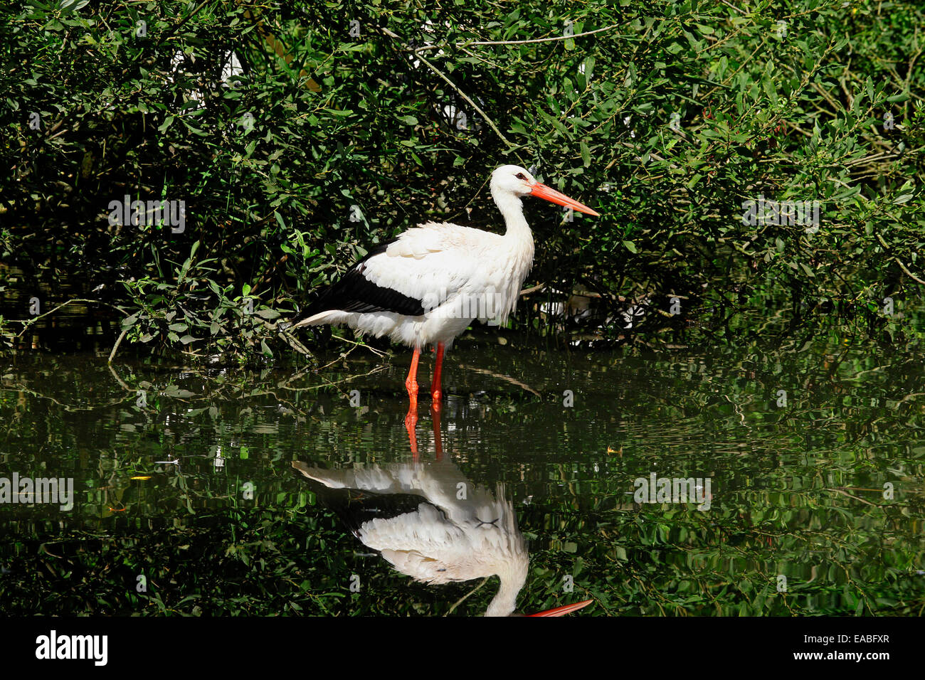 White Stork (Ciconia ciconia) in marsh habitat Stock Photo