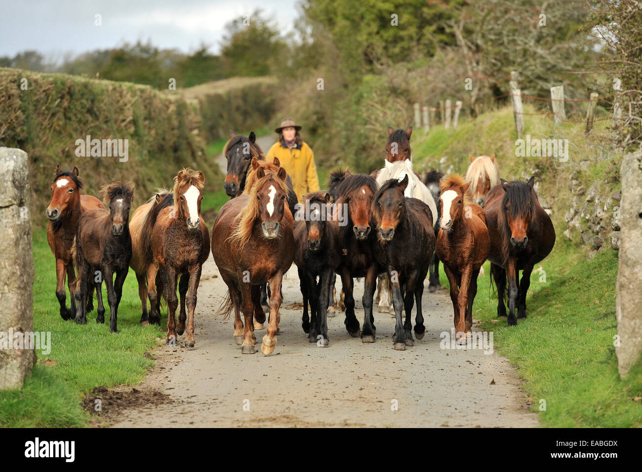 dartmoor pony drifts Stock Photo Alamy
