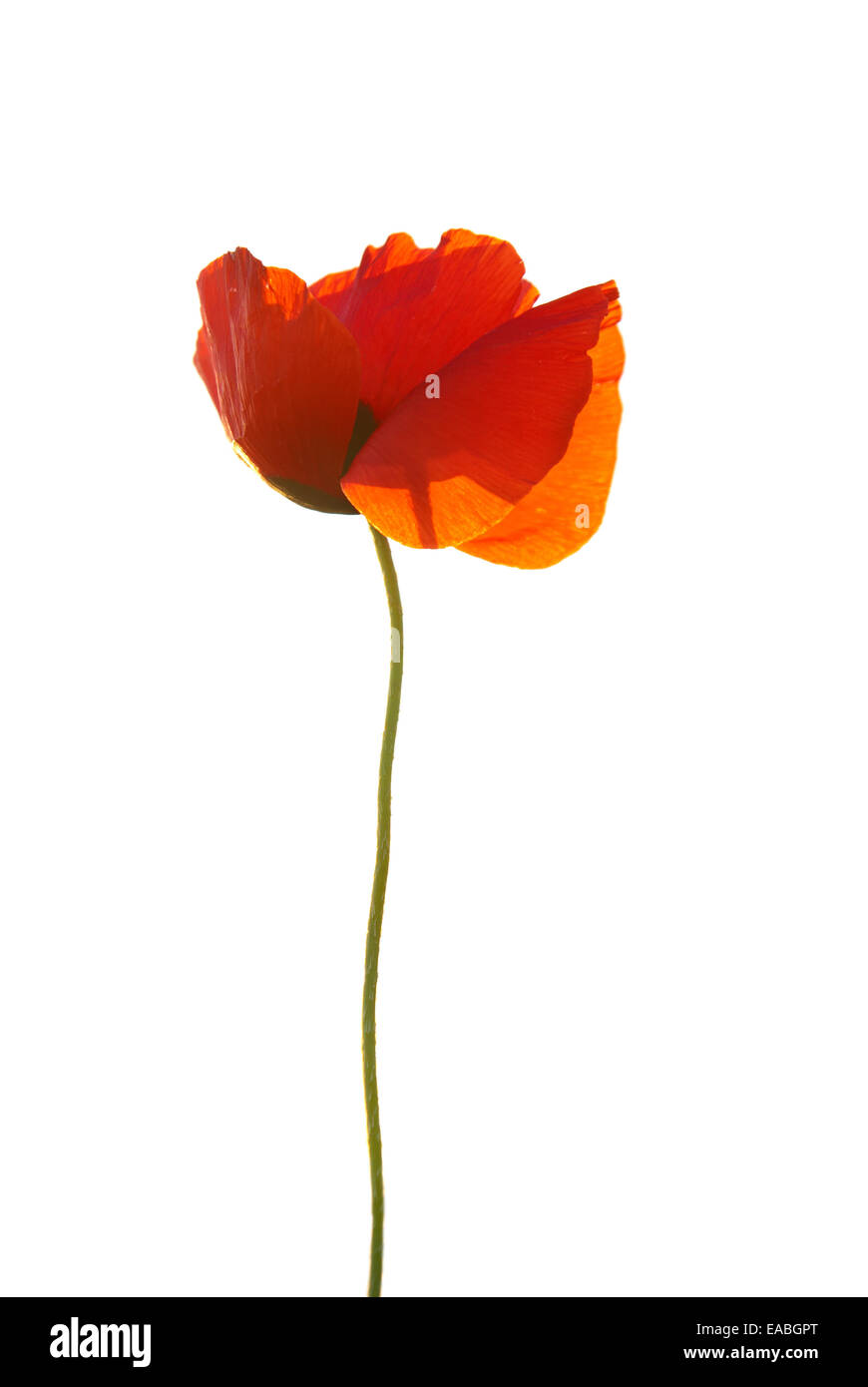 Beautiful red poppy isolated on white background Stock Photo - Alamy