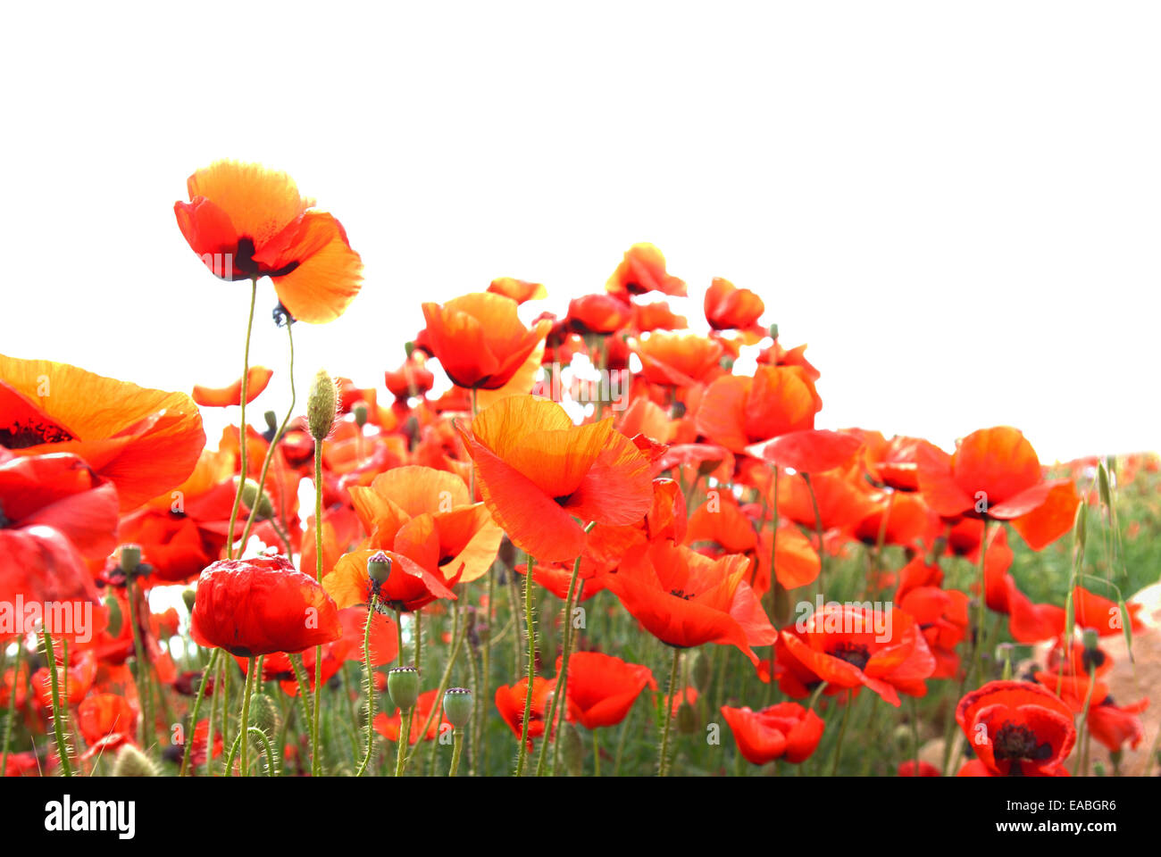Beautiful red poppies isolated on white background Stock Photo - Alamy