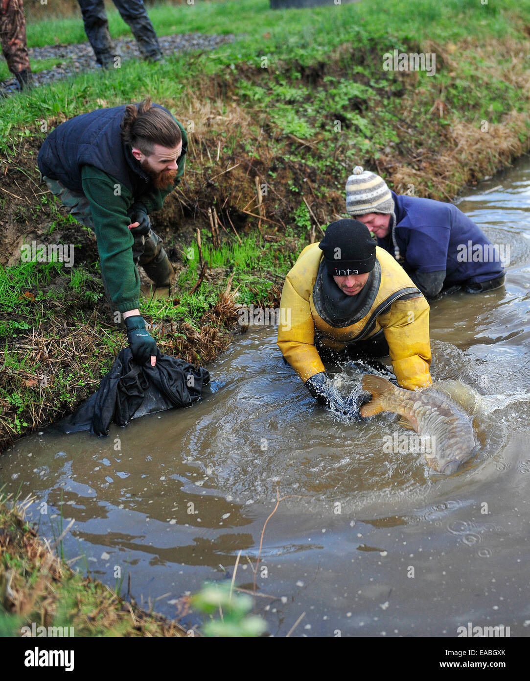 releasing carp into a new pond Stock Photo