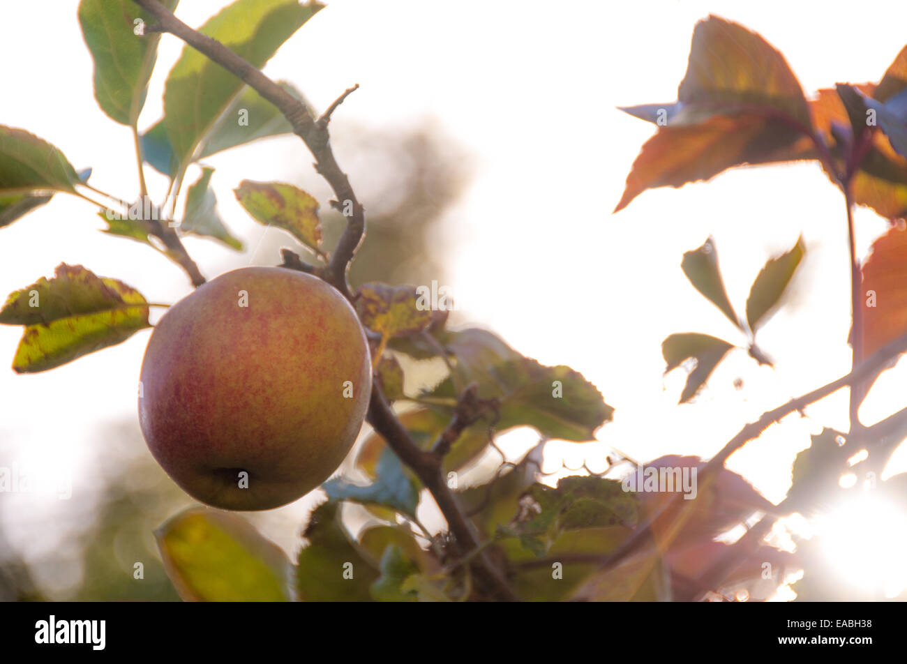 Organic apple growing in an orchard Stock Photo