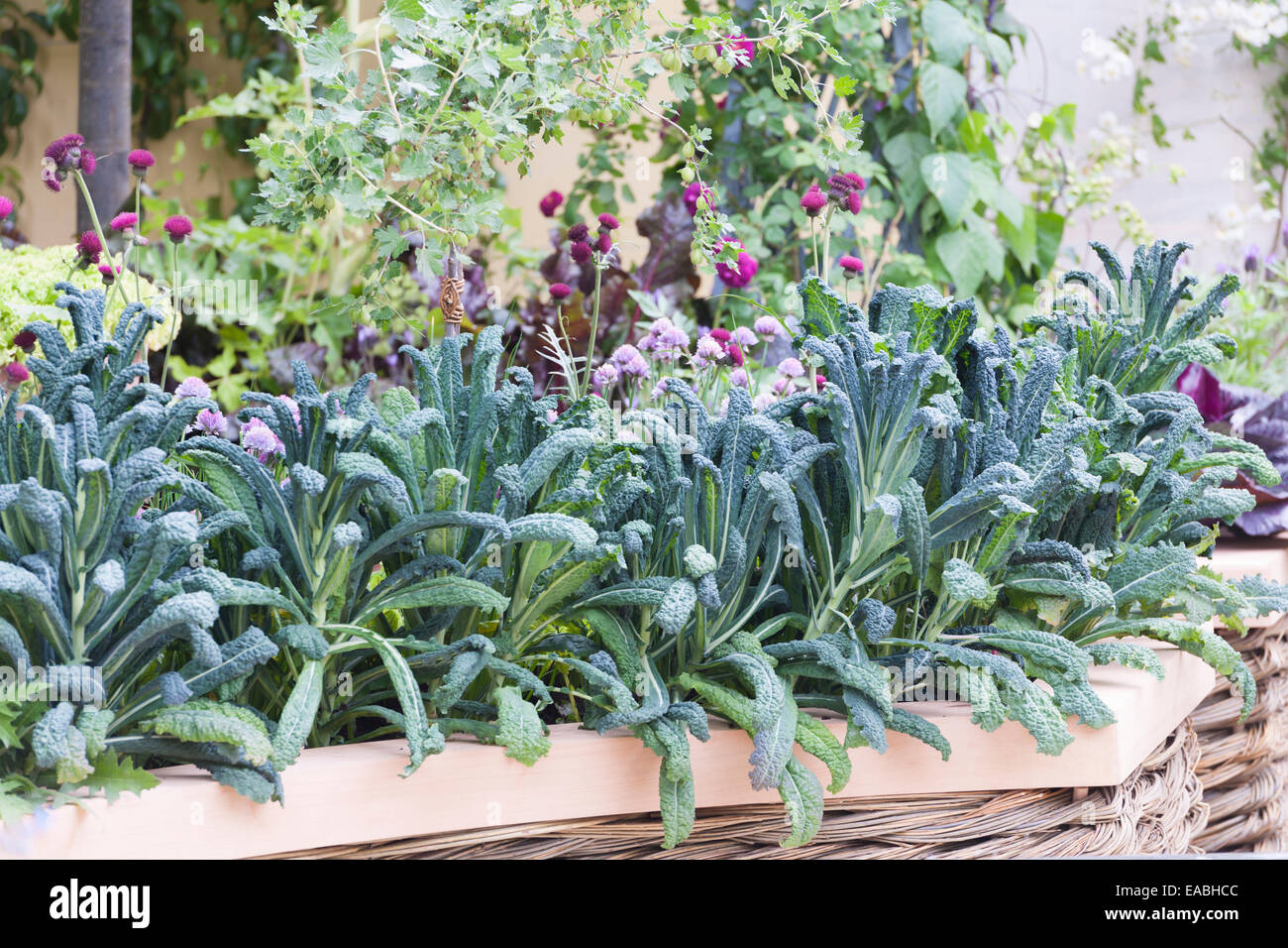 cavolo nero in raised mixed vegetable bed at Chelsea Flower Show Stock Photo