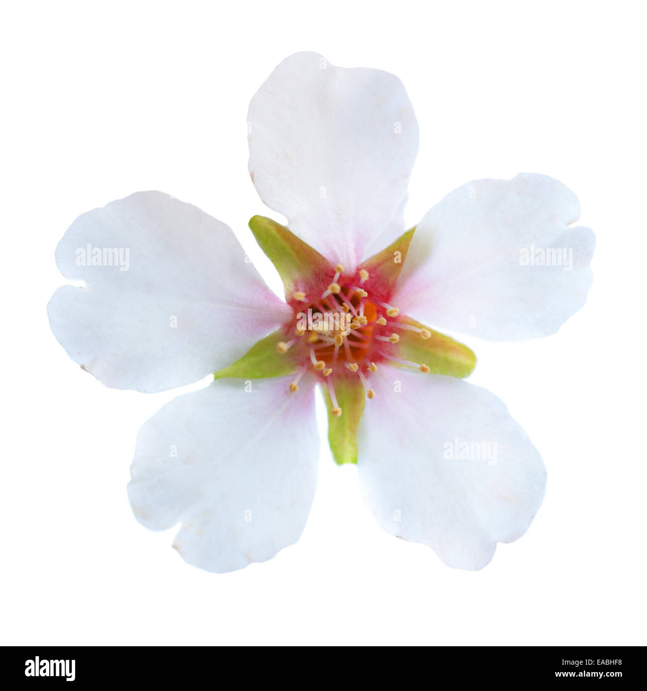 Almond white flowers isolated on white background Stock Photo - Alamy