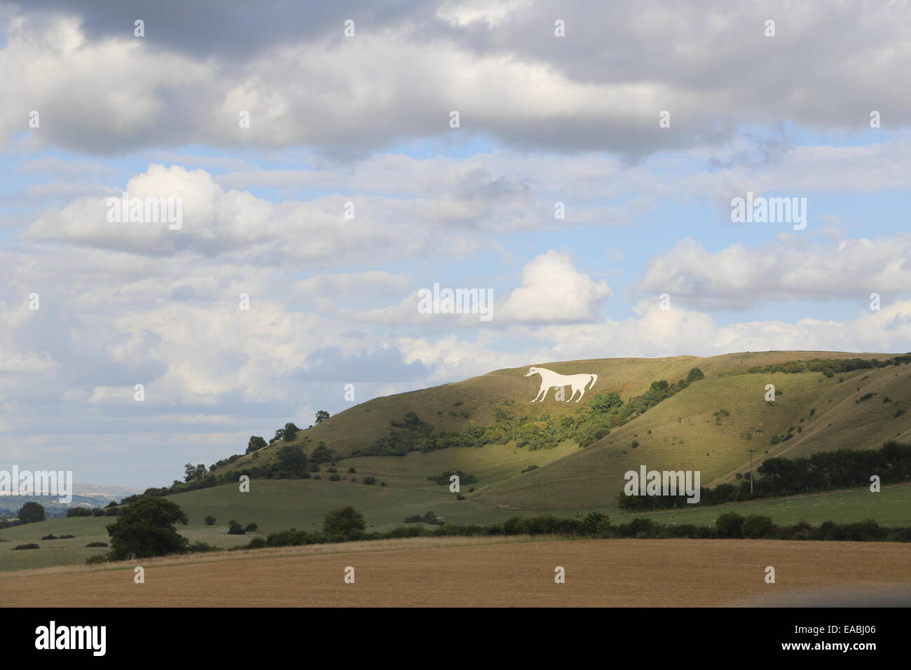 Westbury White Horse bathed in late summer sunshine, Salisbury Plain, Wiltshire United Kingdom