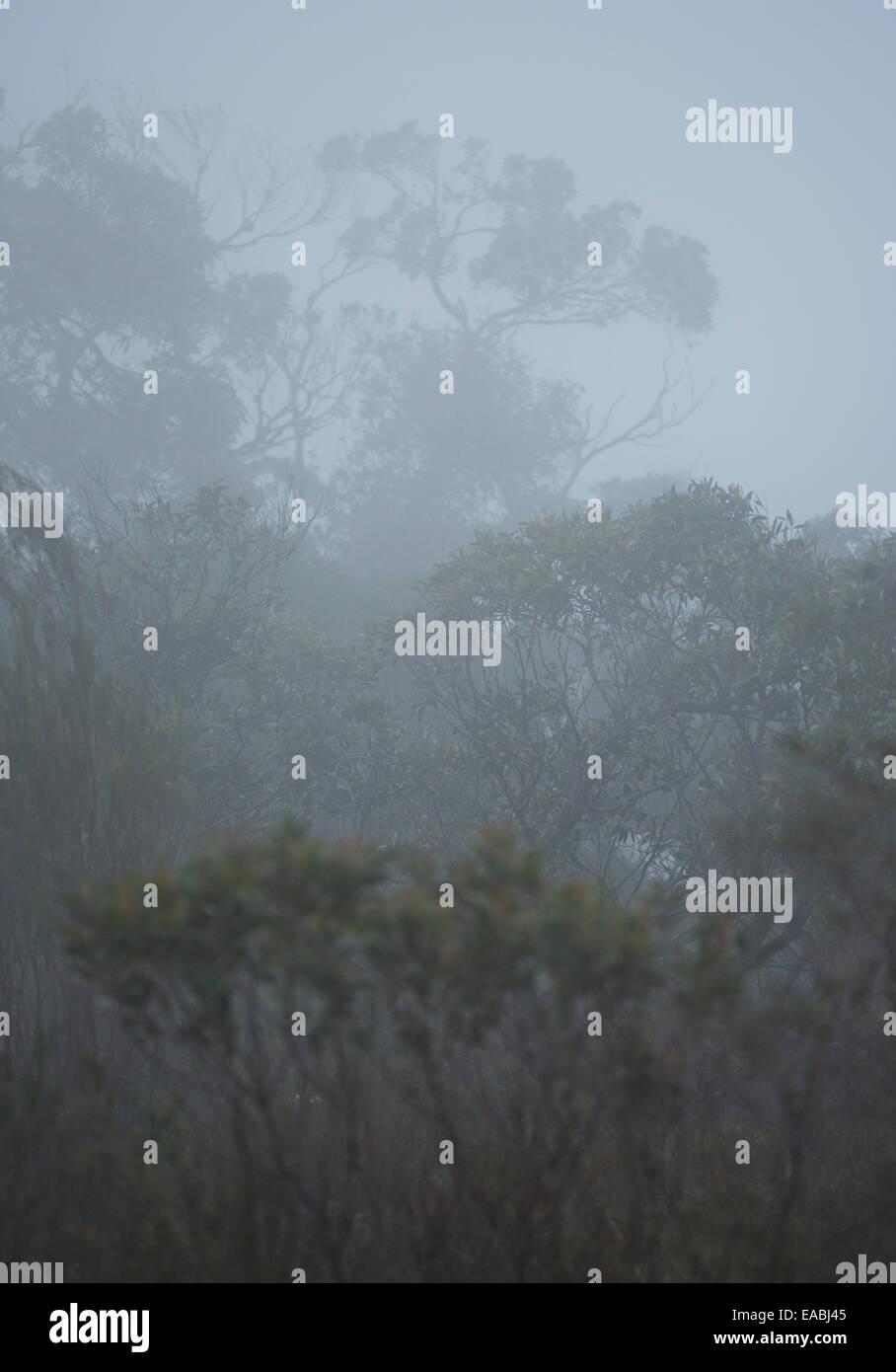 Swampy heath in Barren Grounds Nature Reserve, NSW, Australia Stock Photo