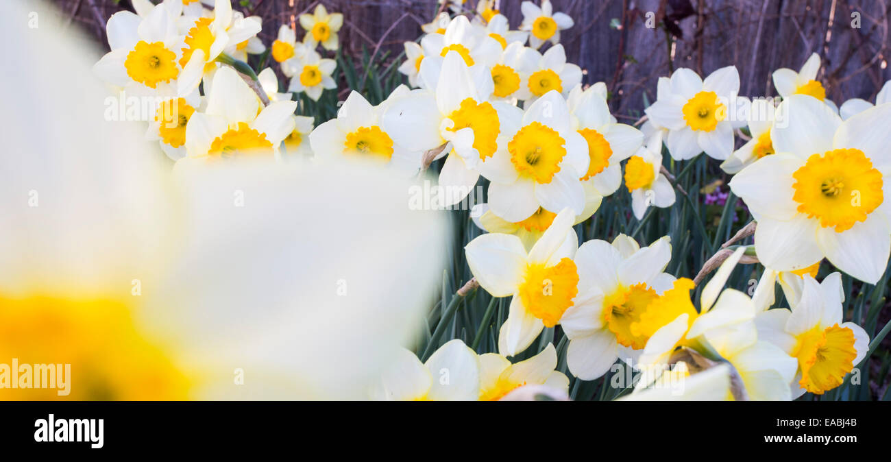 Daffodils in spring, NSW, Australia Stock Photo