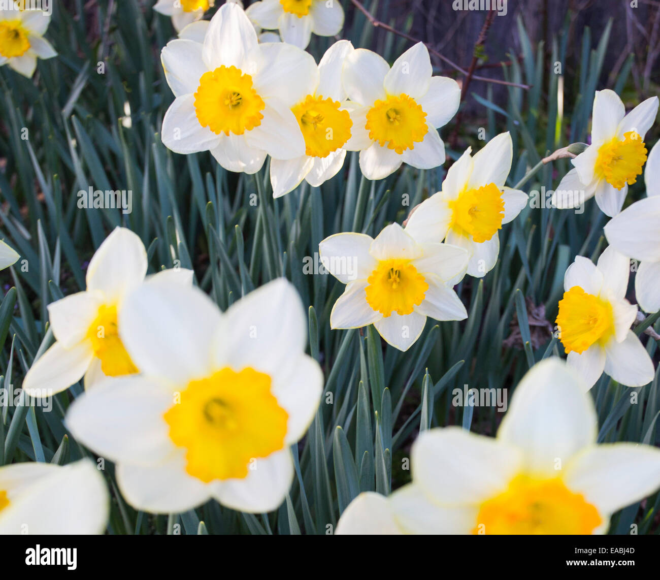 Daffodils in spring, NSW, Australia Stock Photo