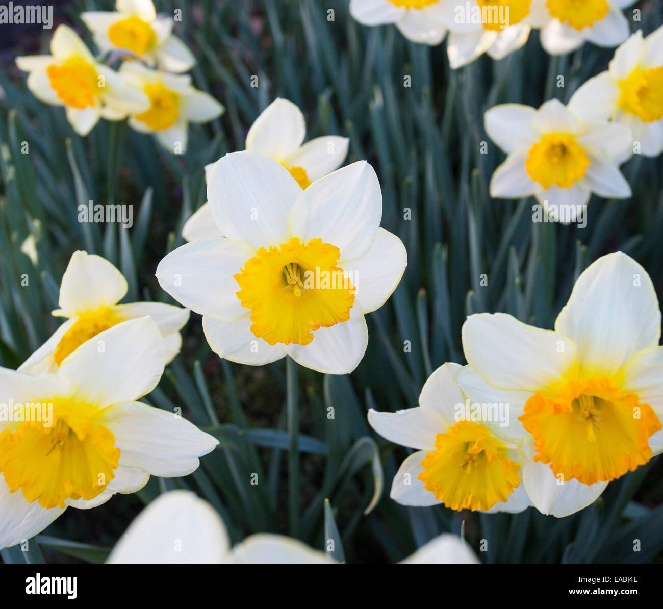Daffodils in spring, NSW, Australia Stock Photo Alamy