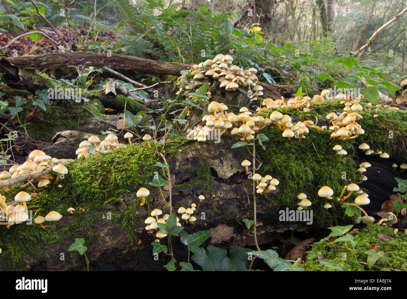 Clusters of the wood rotting Sulphur tuft fungus, Hypholoma fasciculare var. fasciculare Stock Photo
