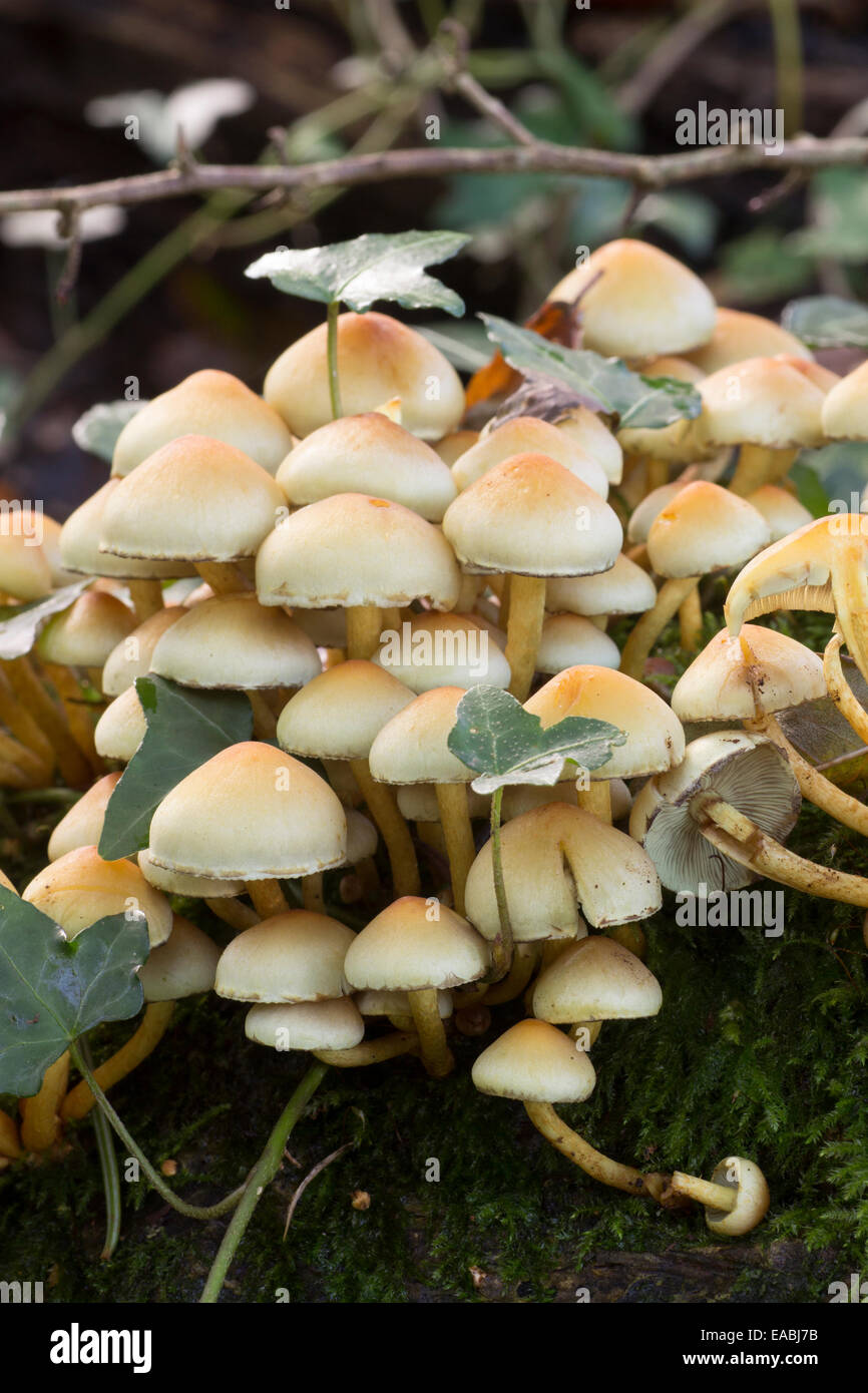 Clusters of the wood rotting Sulphur tuft fungus, Hypholoma fasciculare var. fasciculare Stock Photo