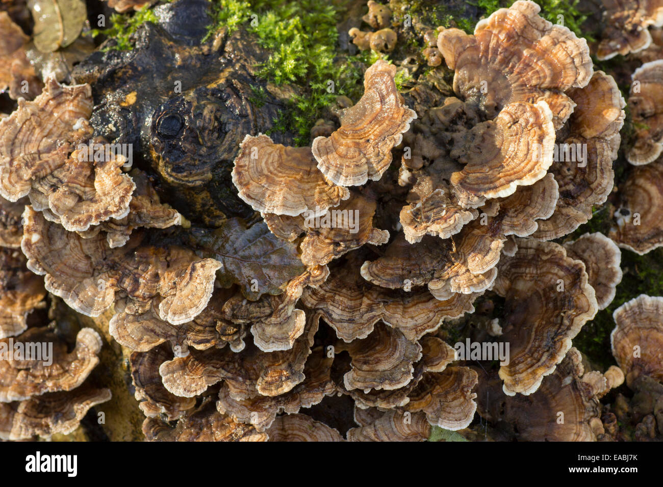 Uppersides of the turkeytail bracket fungus, Trametes versicolor, on a fallen log Stock Photo