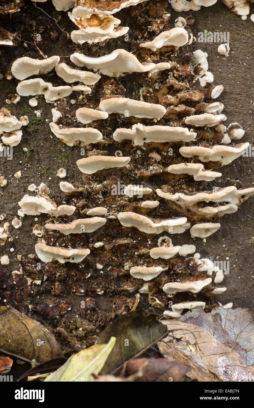 Undersides of the turkeytail bracket fungus, Trametes versicolor, on a fallen log Stock Photo