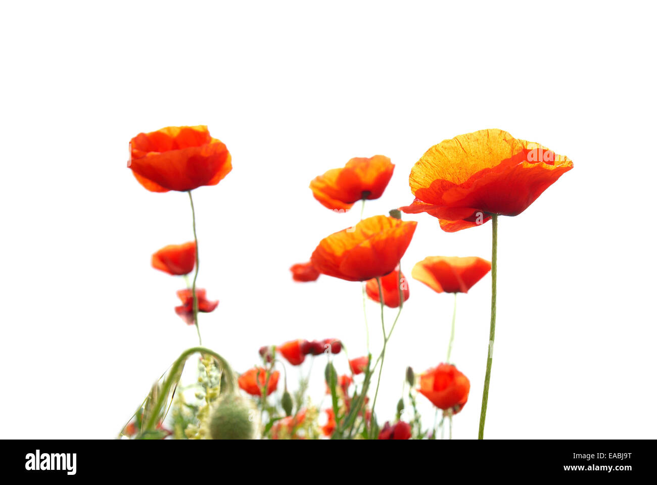 Beautiful red poppies isolated on white background Stock Photo - Alamy