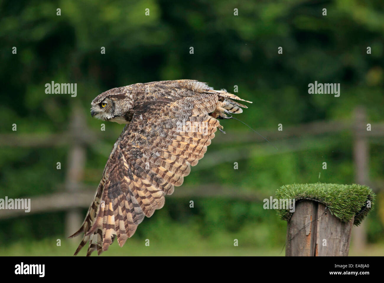 Gerat Horned Owl (Bubo virginianus) in flight Stock Photo