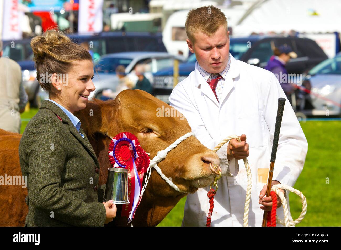 Young man showing bull with first prize rosette alongside female judge at Hesket Newmarket Agricultural Show, Hesket Newmarket,  Stock Photo