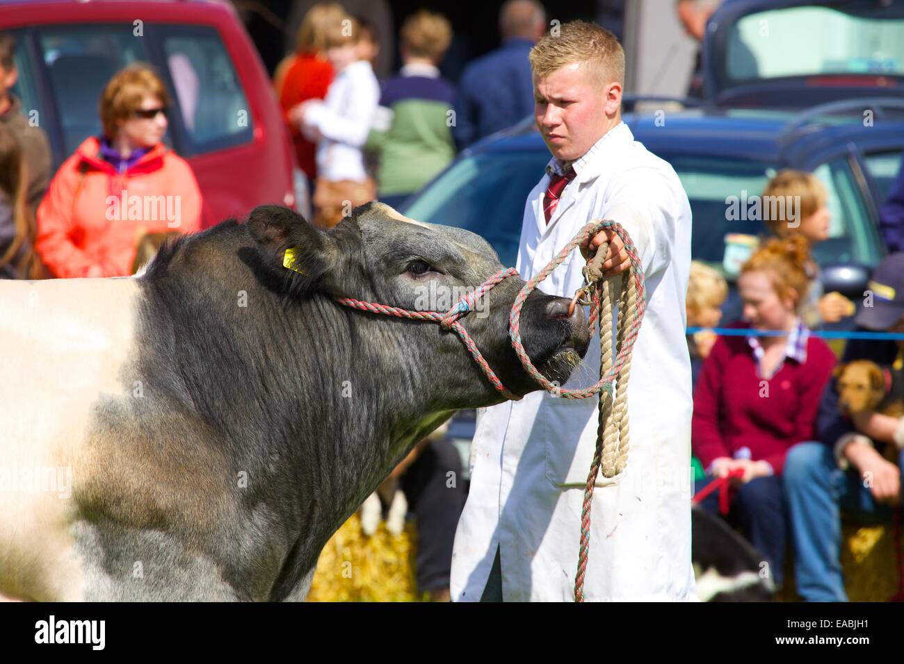 bull big amateur tube