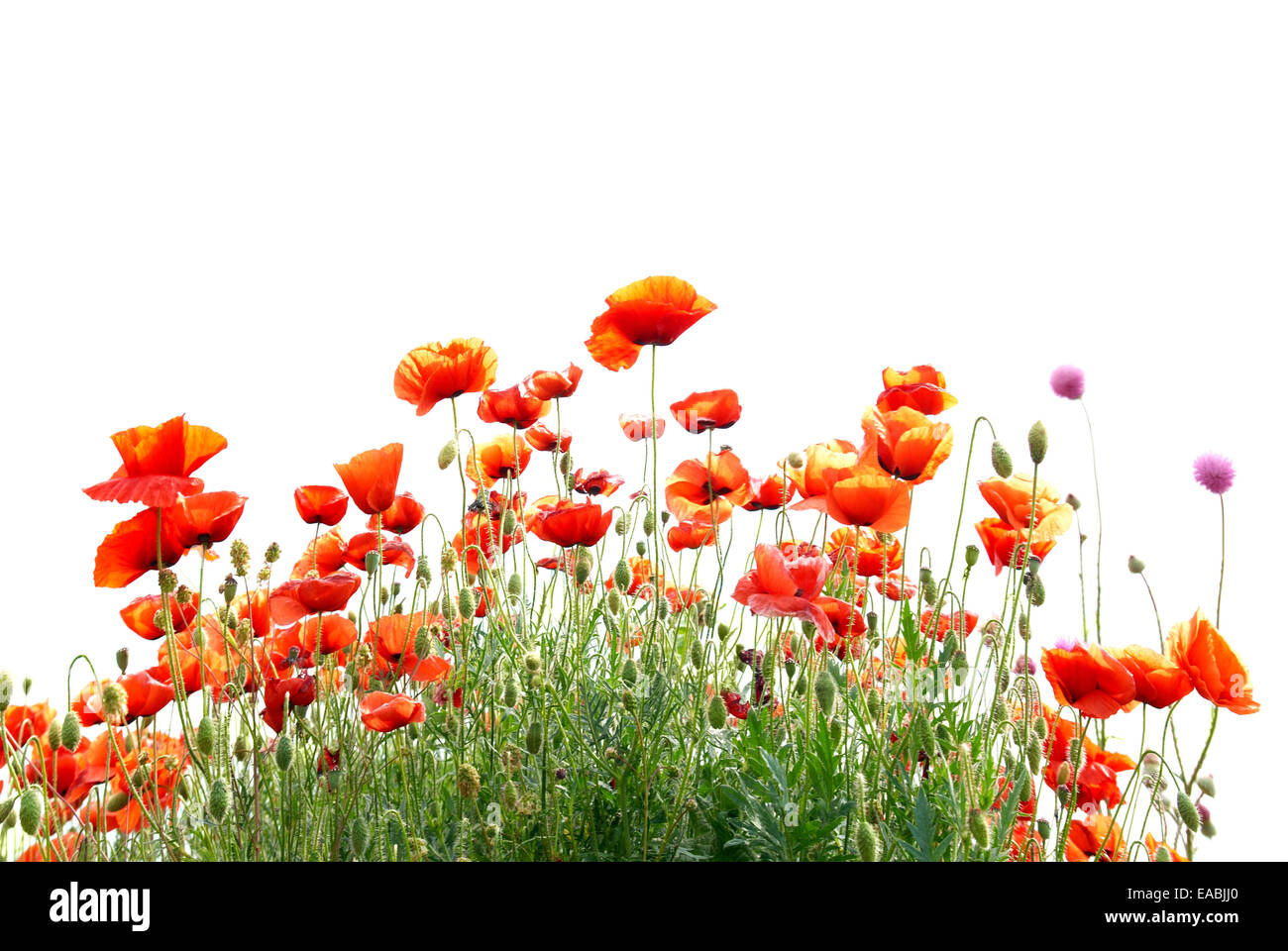 Beautiful red poppies isolated on white background Stock Photo - Alamy