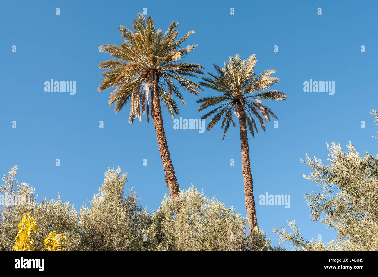 Date palm trees in Morocco, Africa Stock Photo