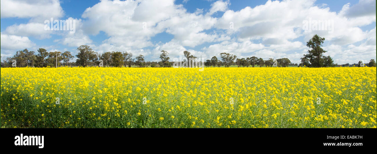 Field of yellow rapeseed plants (Brassica napus) for production of ...