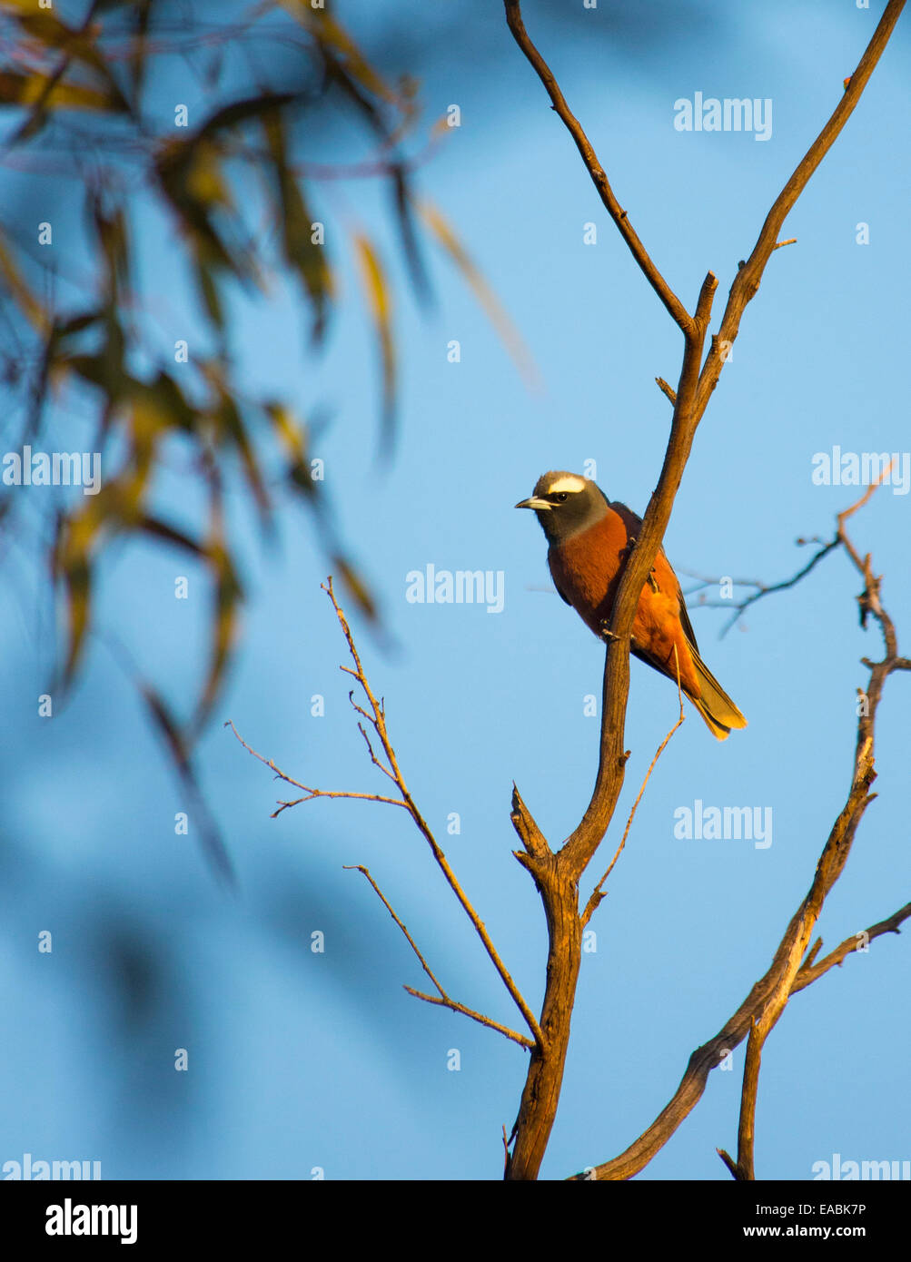 White-browed Woodswallow, (Artamus superciliosus), NSW, Australia Stock Photo