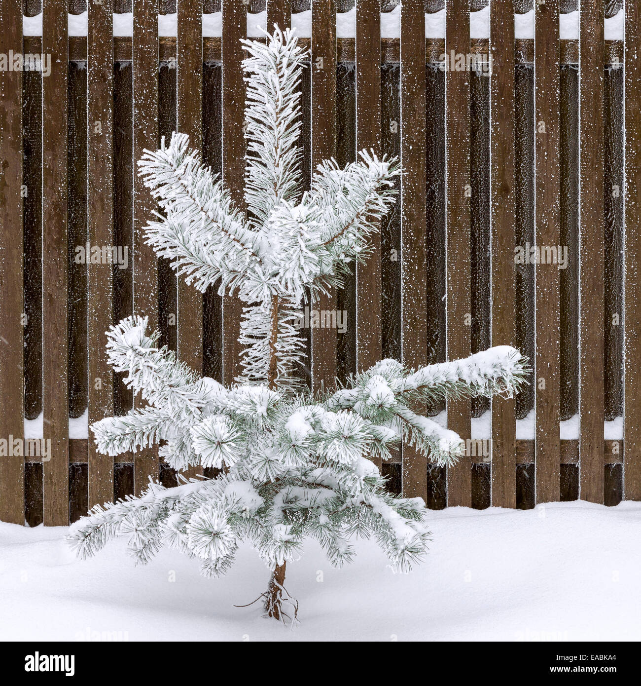 Snow covered tree with wooden fence hi-res stock photography and images ...